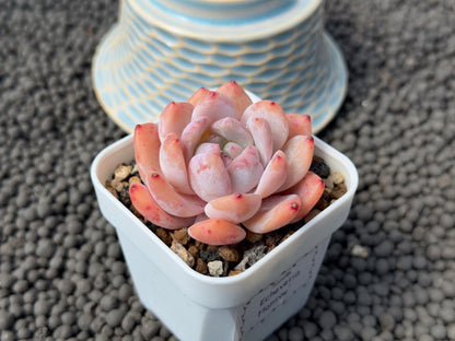 Echeveria Monroe Korean Succulent Plant