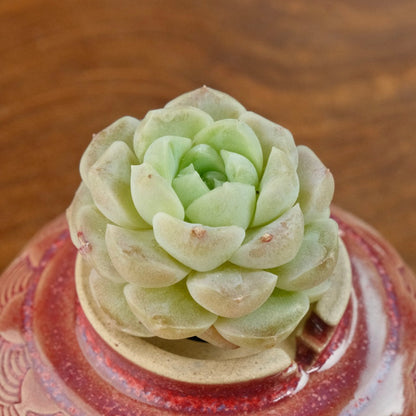 Echeveria Ice Castle Korean Succulent Plant Changhee hybird