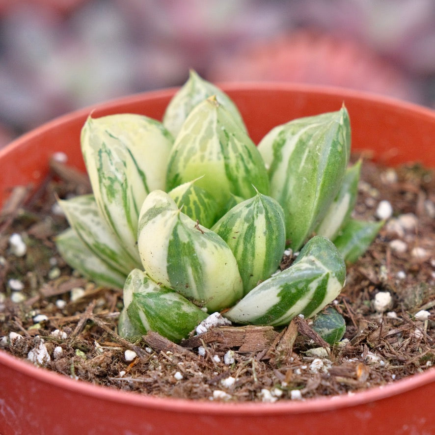 Haworthia cymbiformis variegated Succulent Plant