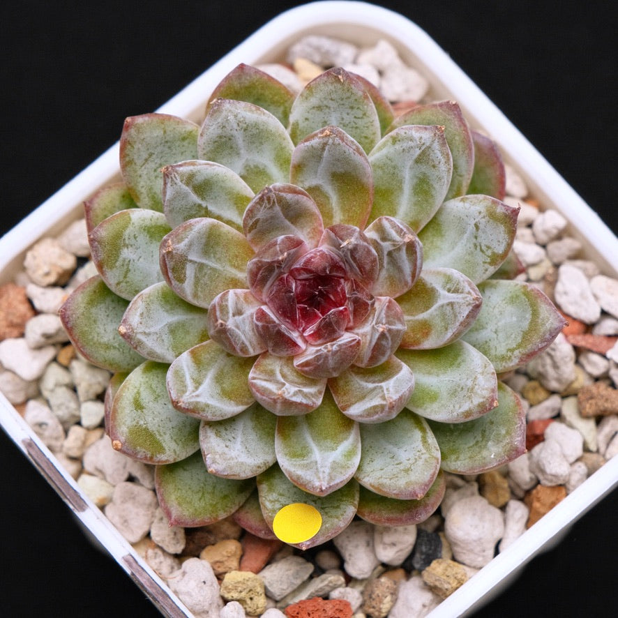 Echeveria Gem Stone Korean Succulent Plant