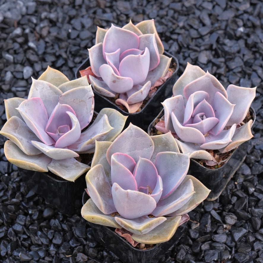 Echeveria Perle von Nurnberg Locally Grown Succulent Plant