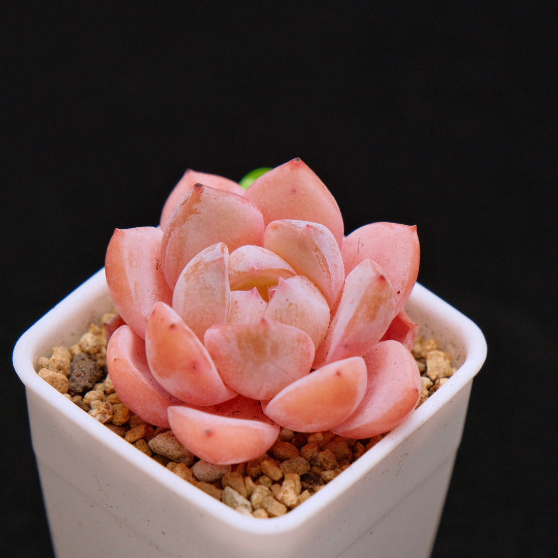 Echeveria Hyalina hybrid Imported Succulent Plant