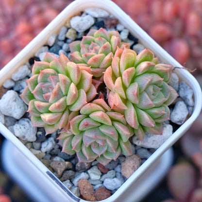 Echeveria Endless cluster Korean Succulent Plant