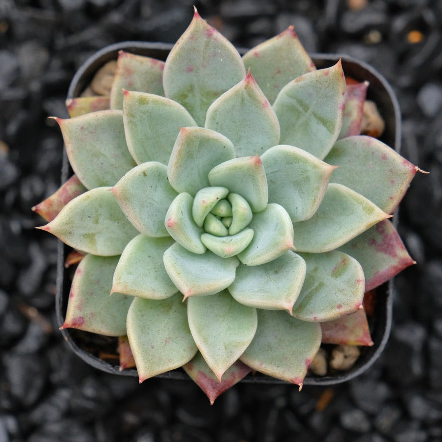 Echeveria Cherry Drop Changhee Hybrid Korean Succulent Plant