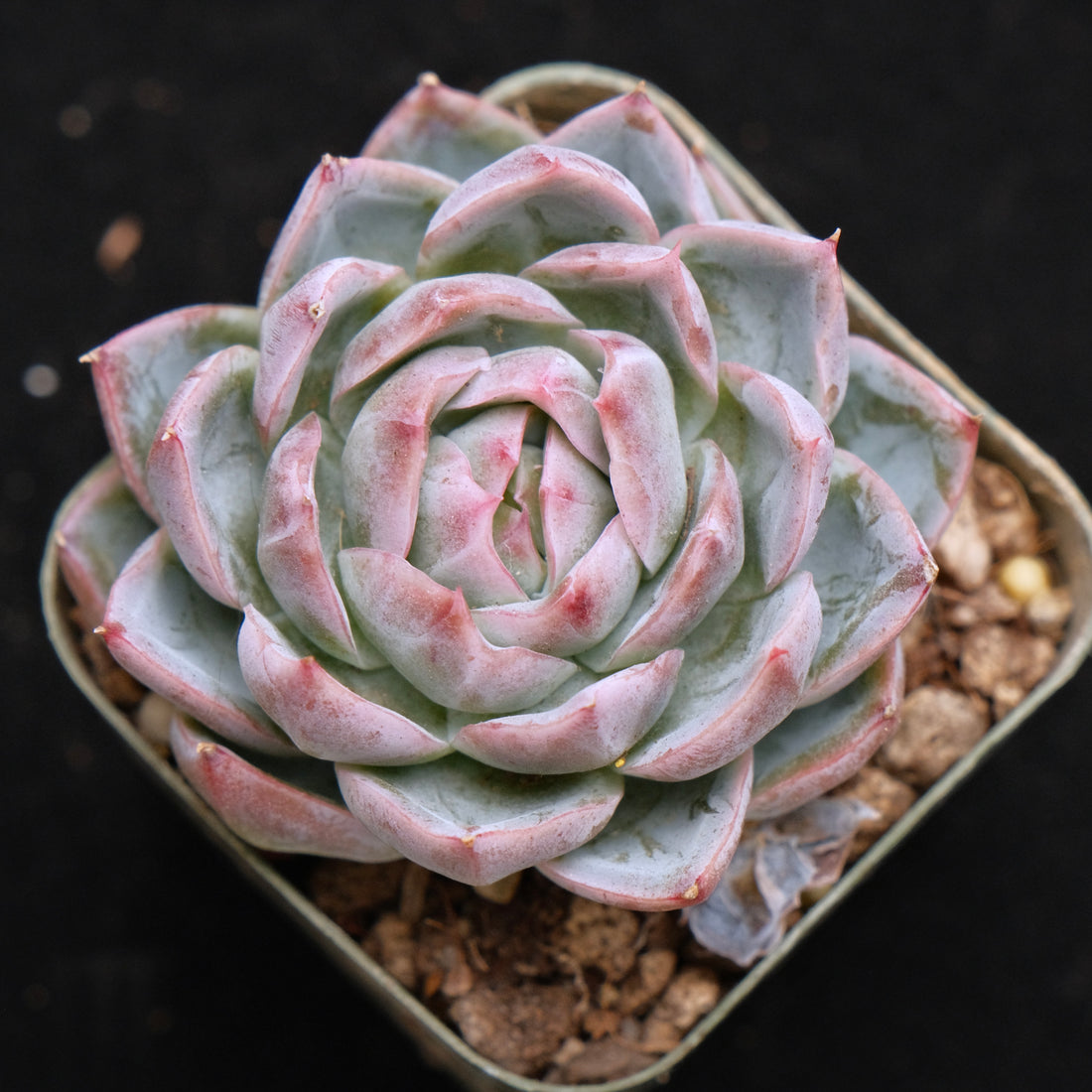 Echeveria Purple Ice Korean Succulent Plant *Rare*