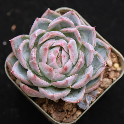 Echeveria Purple Ice Korean Succulent Plant *Rare*