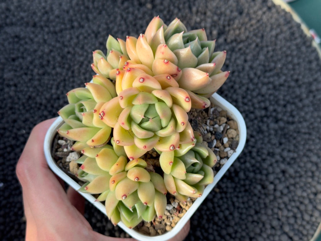 Echeveria agavoides hybrid Imported Succulent Plant