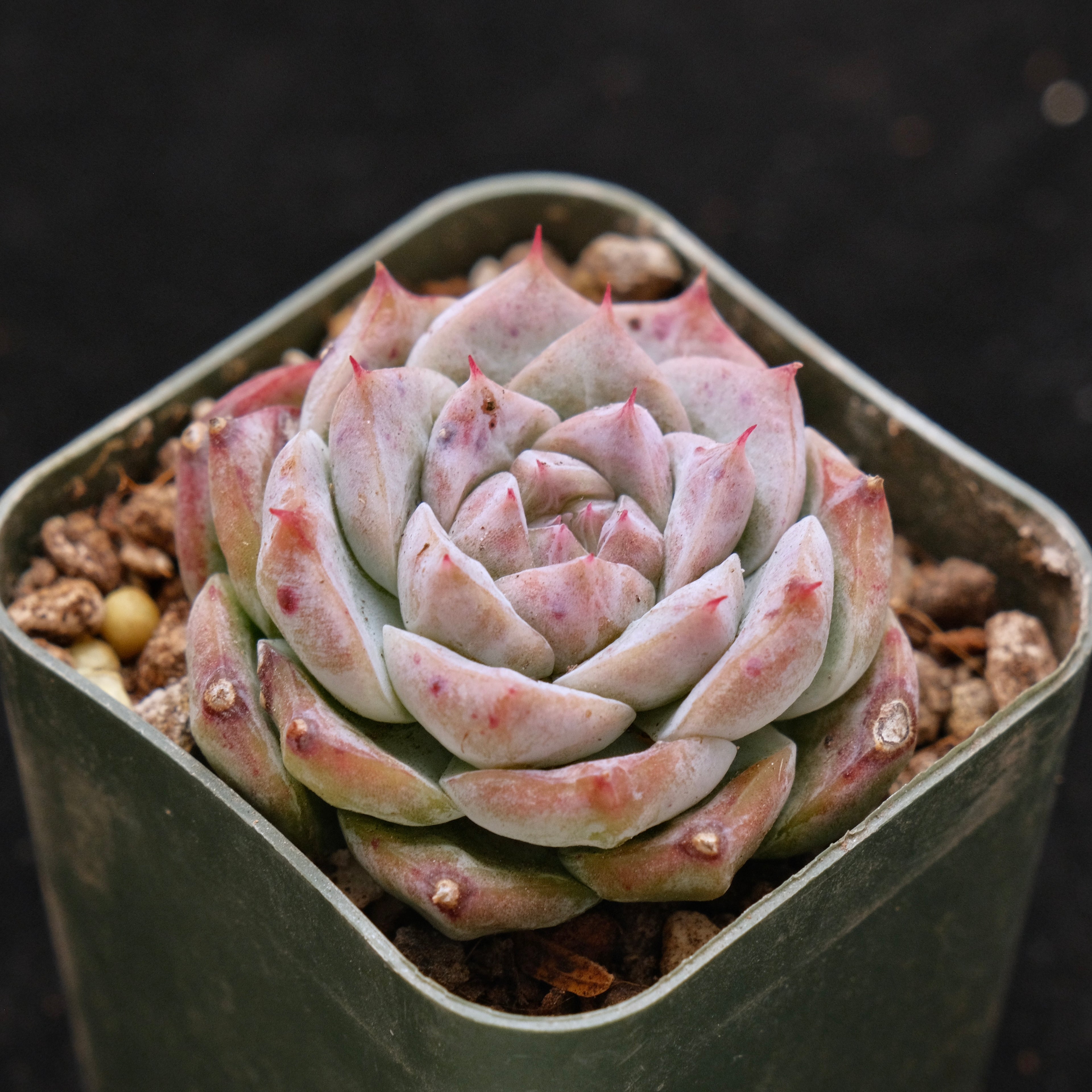 Echeveria Royal Star Korean Succulent Plant