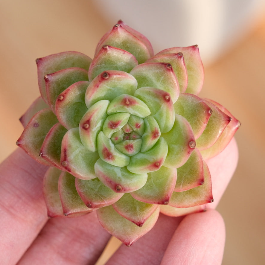Echeveria Asca Maria Korean Succulent Plant Rare Hwaga hybrid