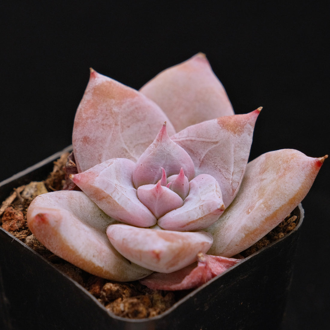 Echeveria Ice Muscle Korean Succulent Plant Rare