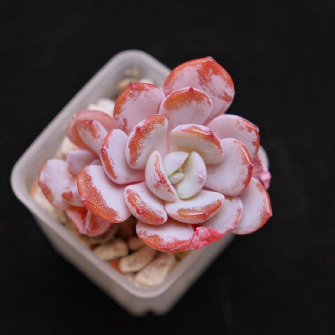 Echeveria Ice Purple Korean Succulent Plant