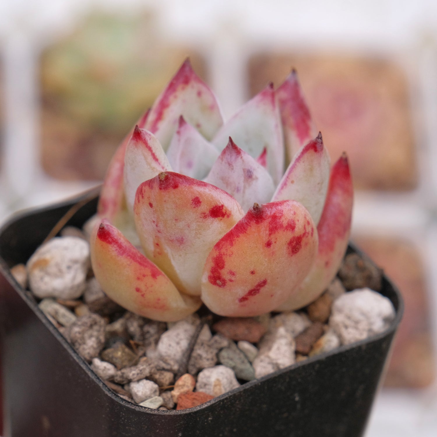 Echeveria colorata hybrid Korean Succulent Plant