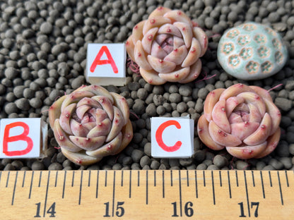 Echeveria Queens Rose x Monroe Imported Succulent Plant