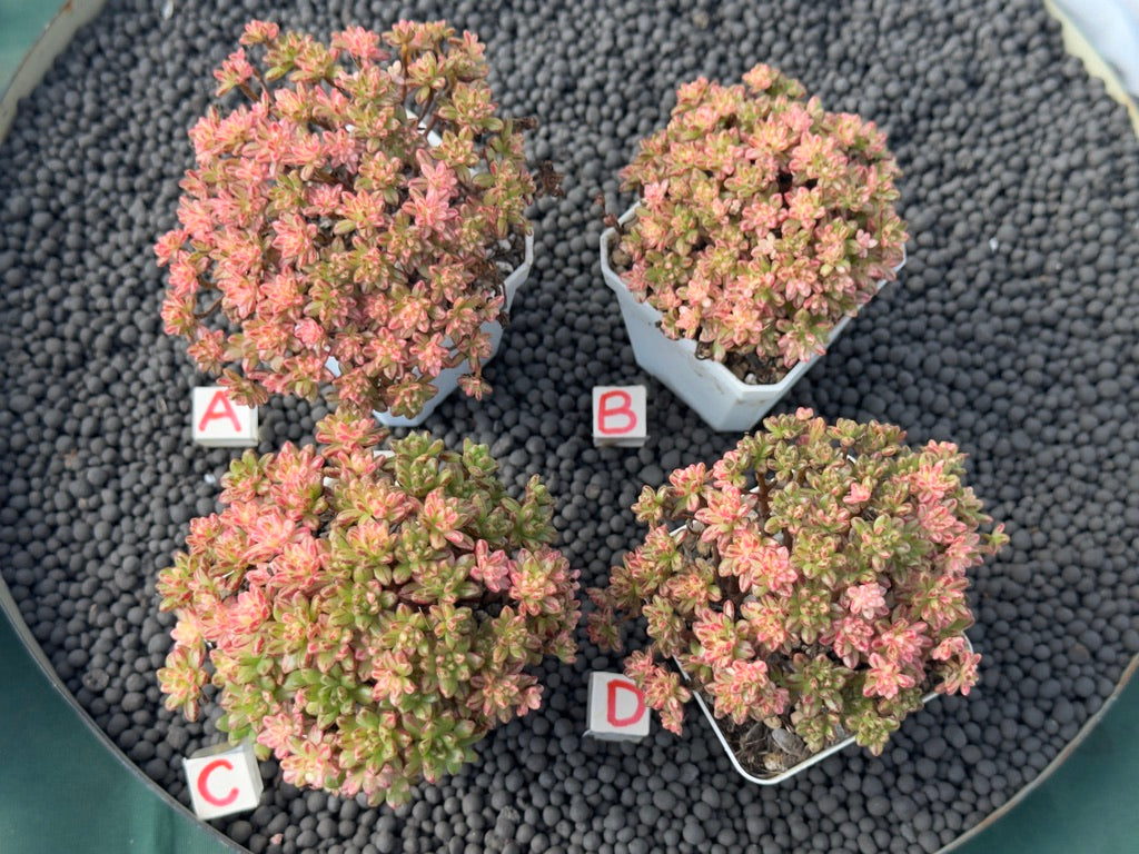 Variegated Aeonium sedifolium (L) Imported Succulent Plant