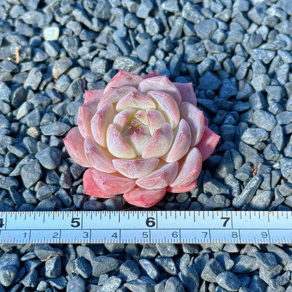 Echeveria Rosé Succulent Plant A