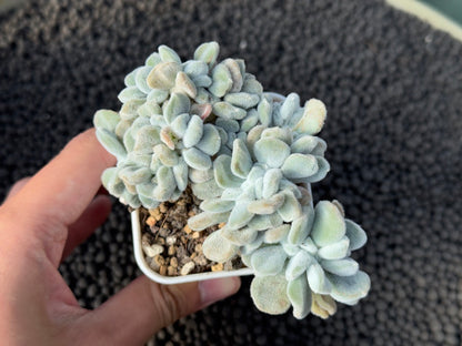 Crested Echeveria Frosty Imported Succulent Plant