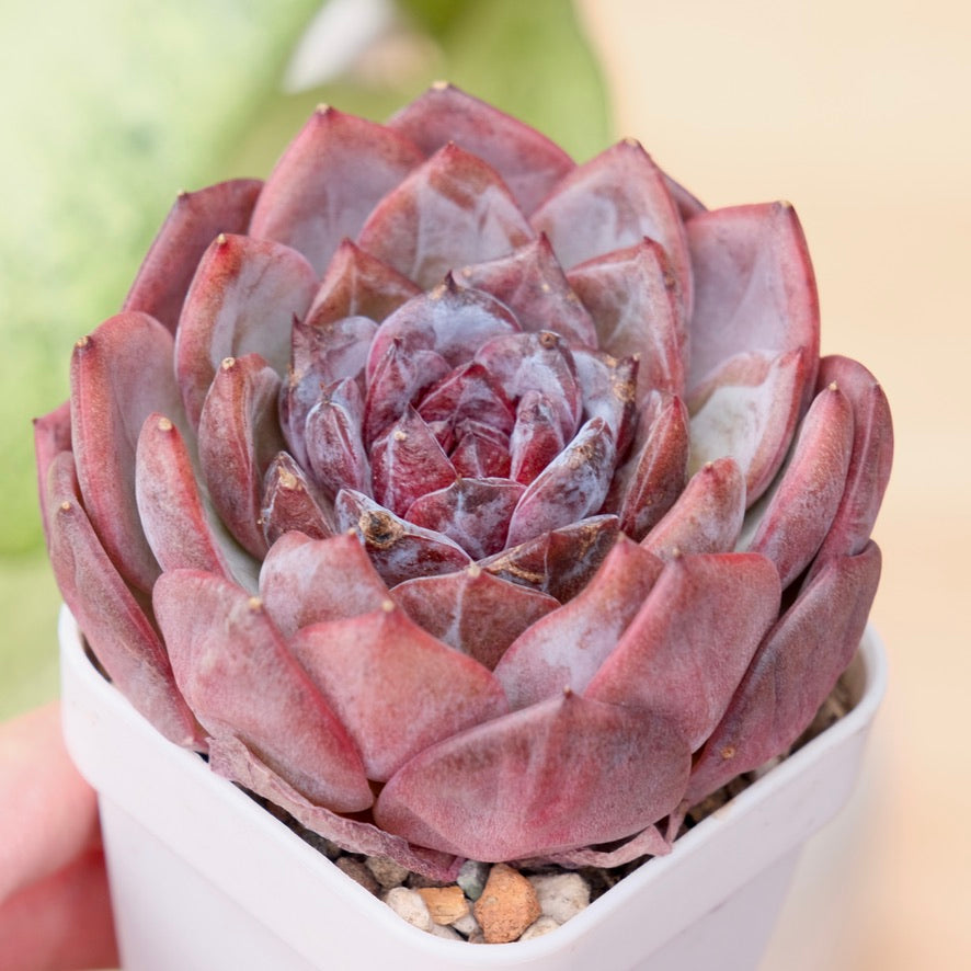 Echeveria Cherry Frappe Korean Succulent Plant