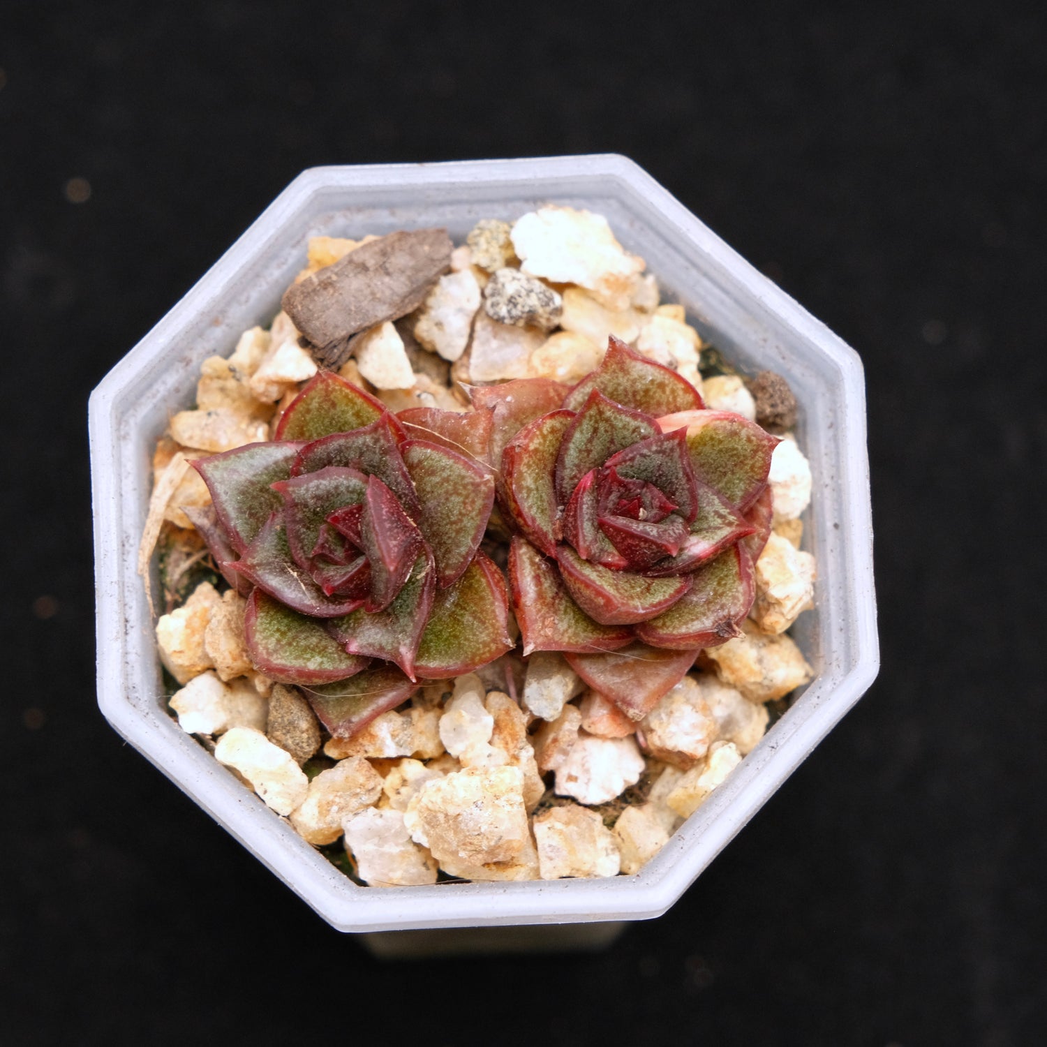 Echeveria Monocerotis babies Korean Succulent Plant