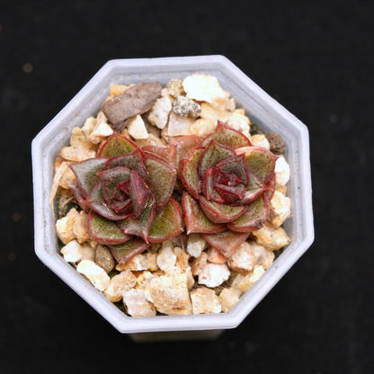 Echeveria Monocerotis babies Korean Succulent Plant