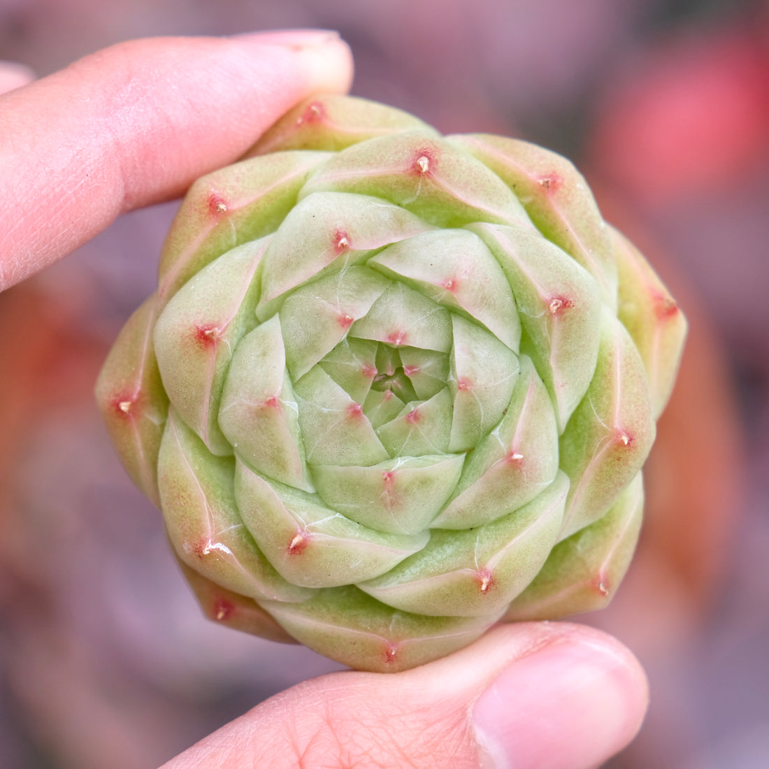 Echeveria Malgan Imported Succulent Plant