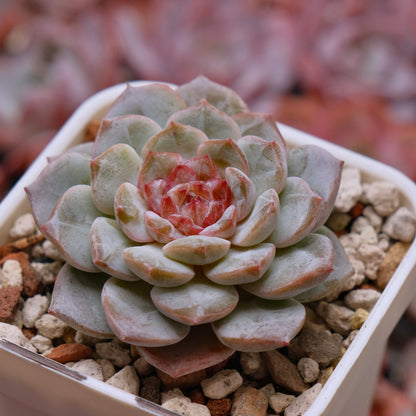 Echeveria Pink Jenny Korean Succulent Plant