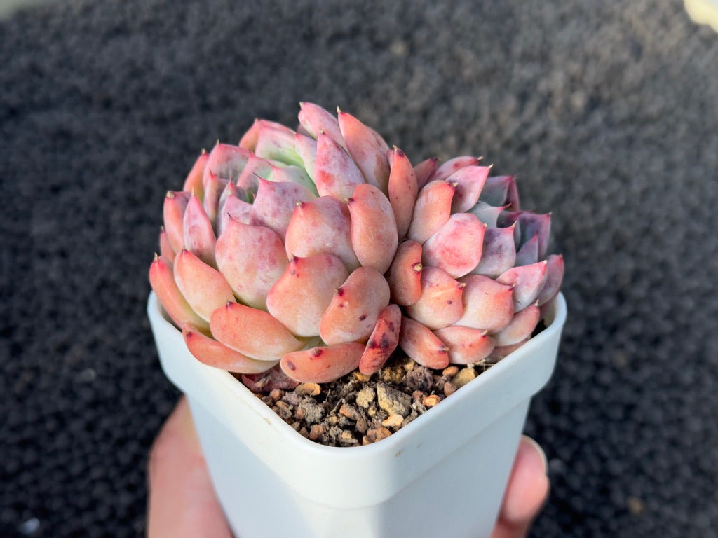 Echeveria Zara Pink Imported Succulent Plant