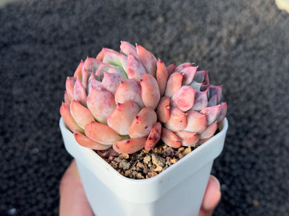 Echeveria Zara Pink Imported Succulent Plant