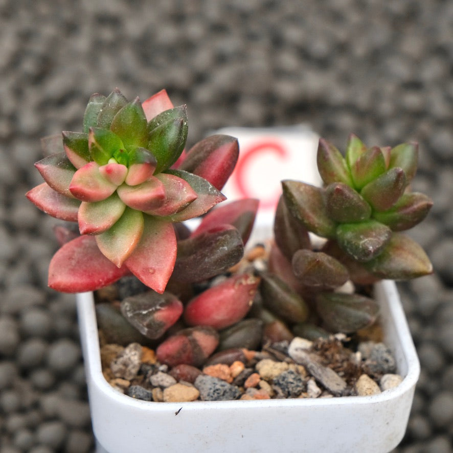 Variegated Sedeveria Jet Beads Imported Succulent Plant