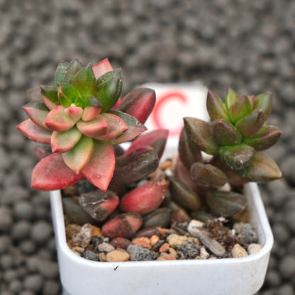 Variegated Sedeveria Jet Beads Imported Succulent Plant