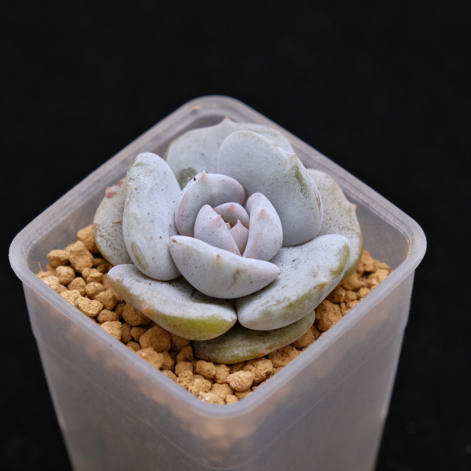 Echeveria Milk Purple baby Korean Succulent Plant Changhee Hybrid