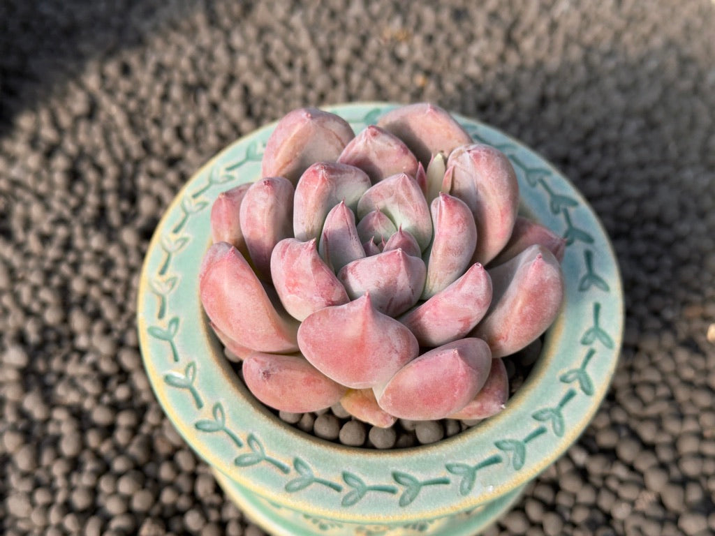 Echeveria Chubby Pena Korean Succulent Plant