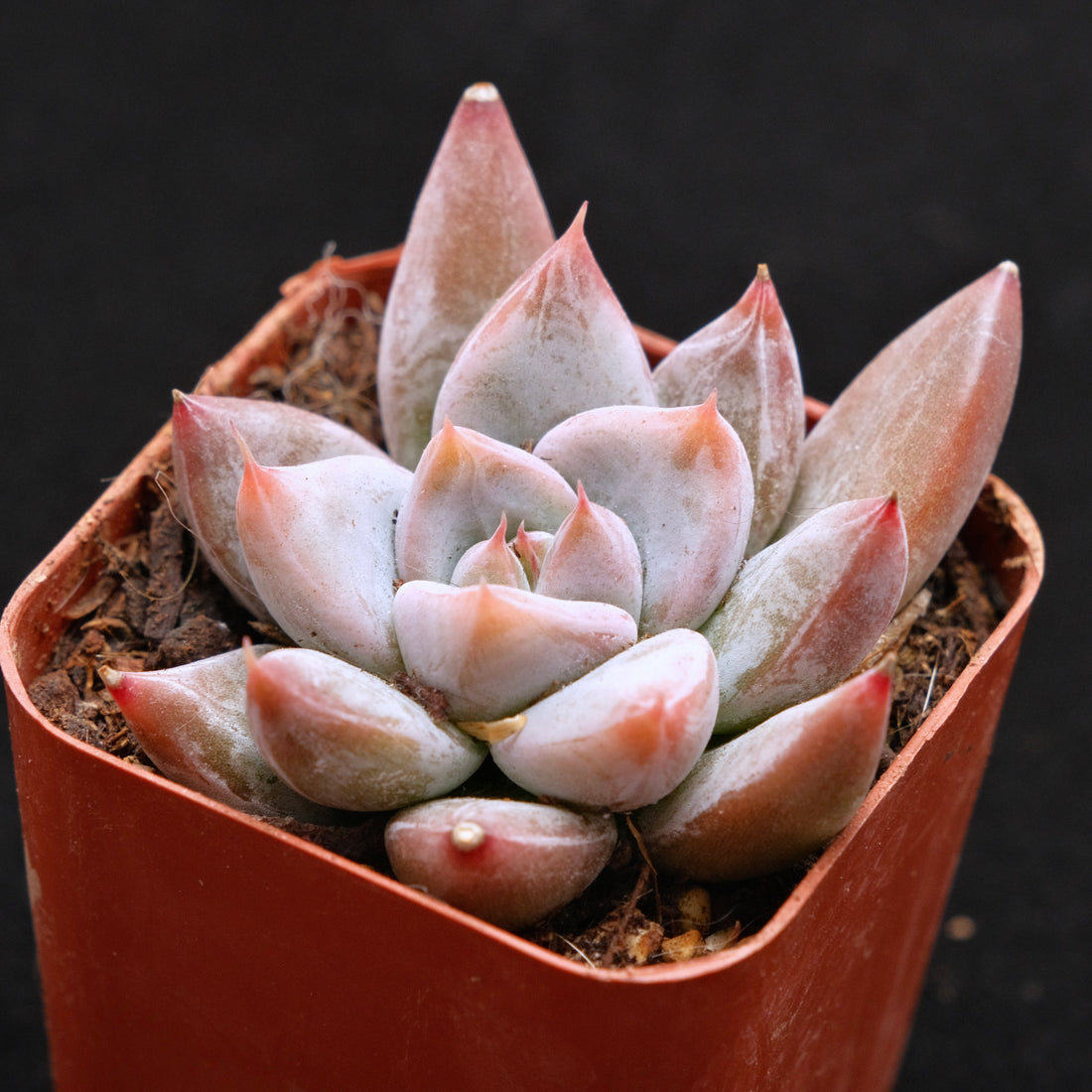 Echeveria tolimanensis hybrid Succulent Plant