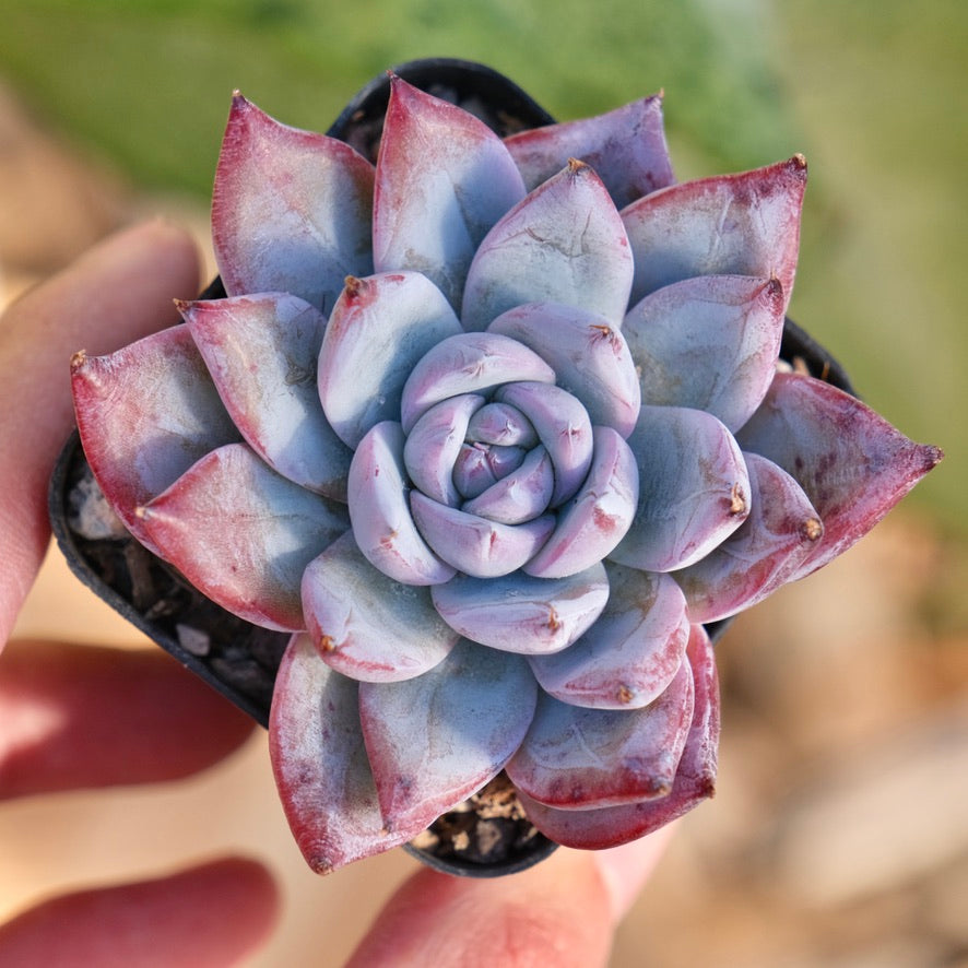 Echeveria Black Sabbath hybrid Korean Succulent Plant Air Magic
