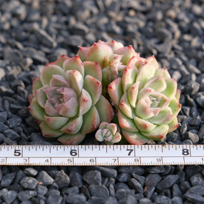 Echeveria Pink Shadow Korean Succulent Plant