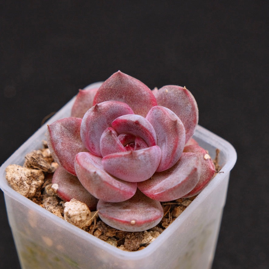 Echeveria Black Pink Korean Succulent Plant Changhee Hybrid
