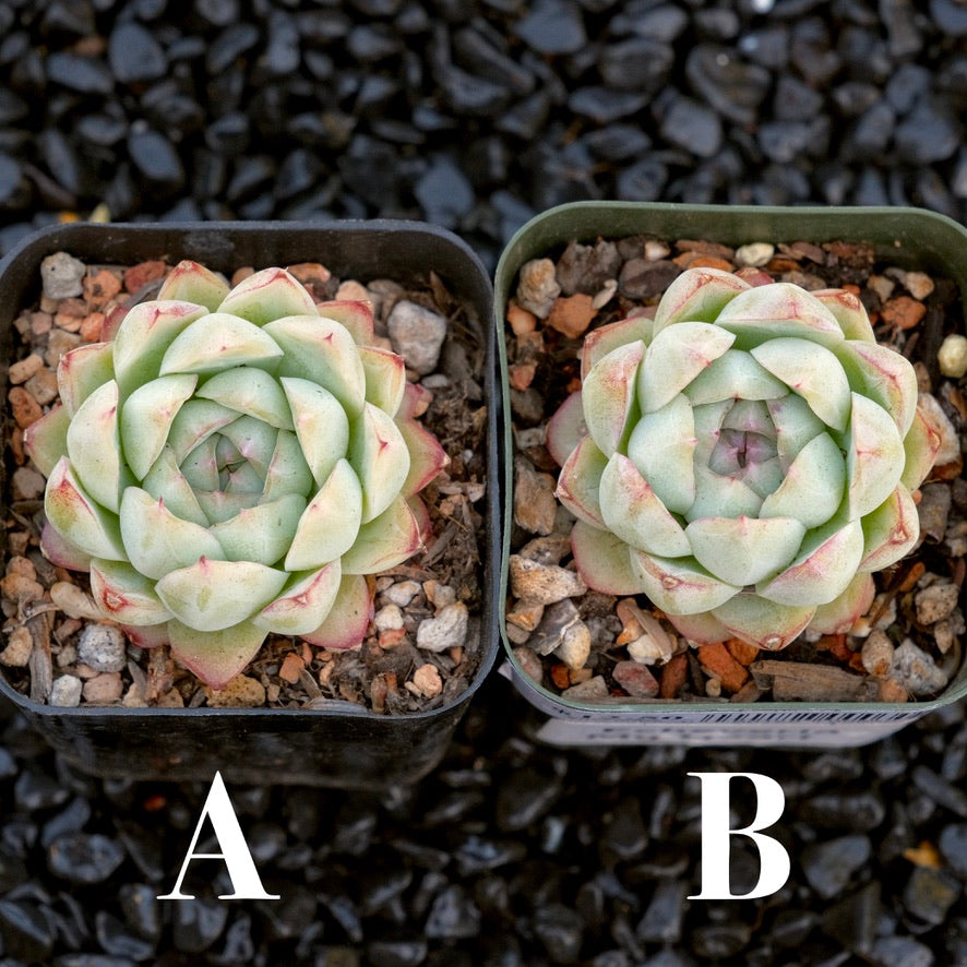 Echeveria My Heart Korean Imported Succulent Plant