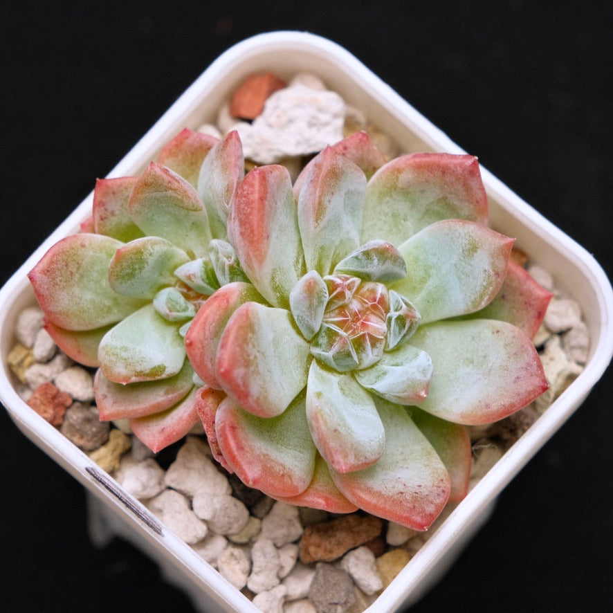 Echeveria Amber Korean Succulent Plant