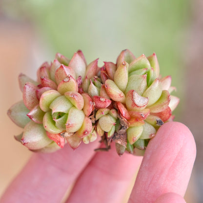 Echeveria Red Wine Peach Imported Succulent Plant