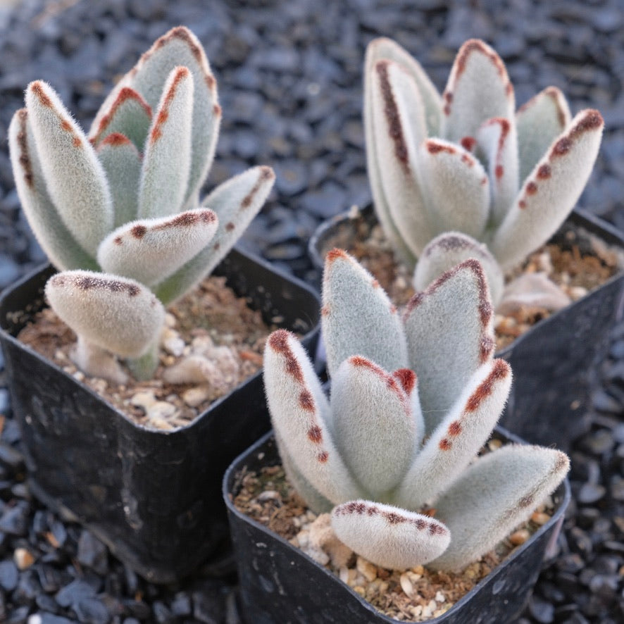 Kalachoe tomentosa Locally Grown Succulent Plant Panda Plant