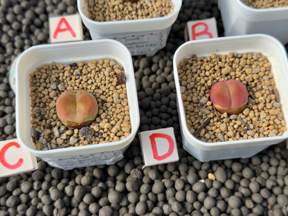 Conophytum maughanii &