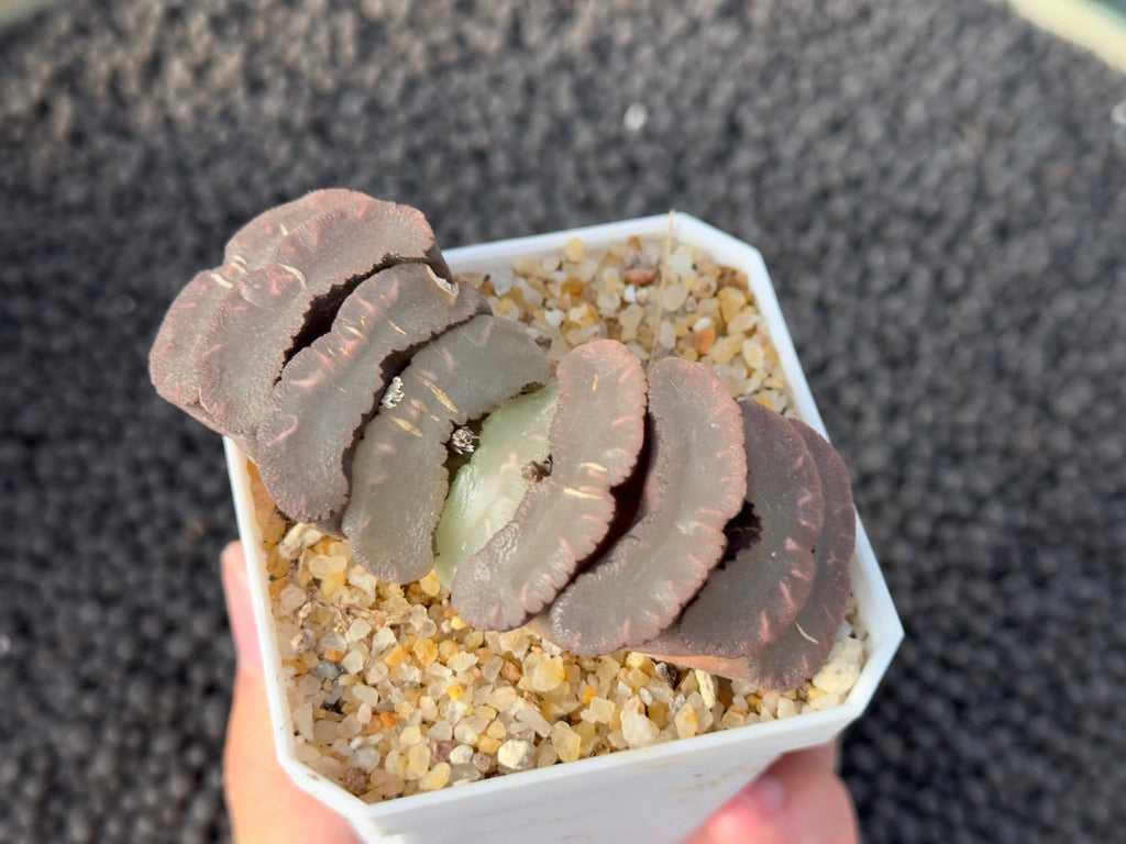 Haworthia truncata Imported Succulent Plant