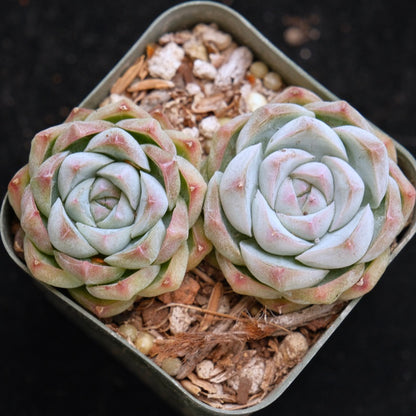 Echeveria Crystal Cream Korean Succulent Plant