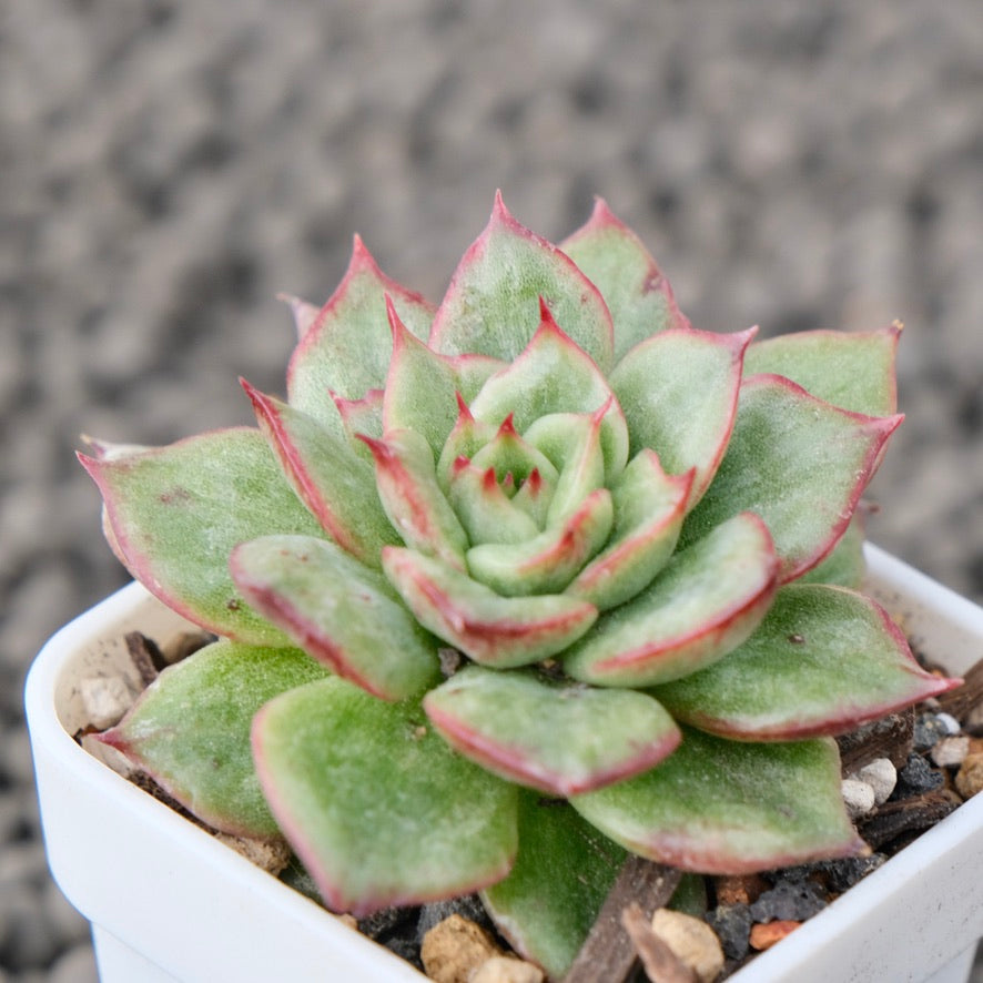 Variegated Echeveria agavoides Korean Succulent Plant