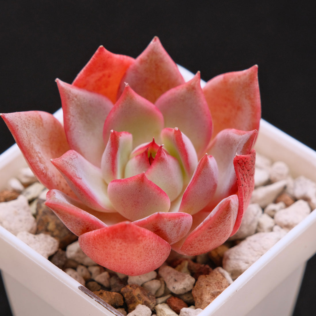 Echeveria Bouquet Korean Succulent Plant