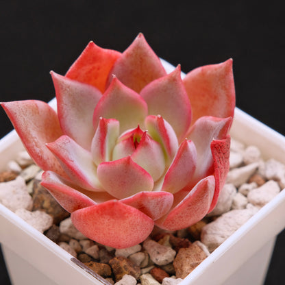Echeveria Bouquet Korean Succulent Plant