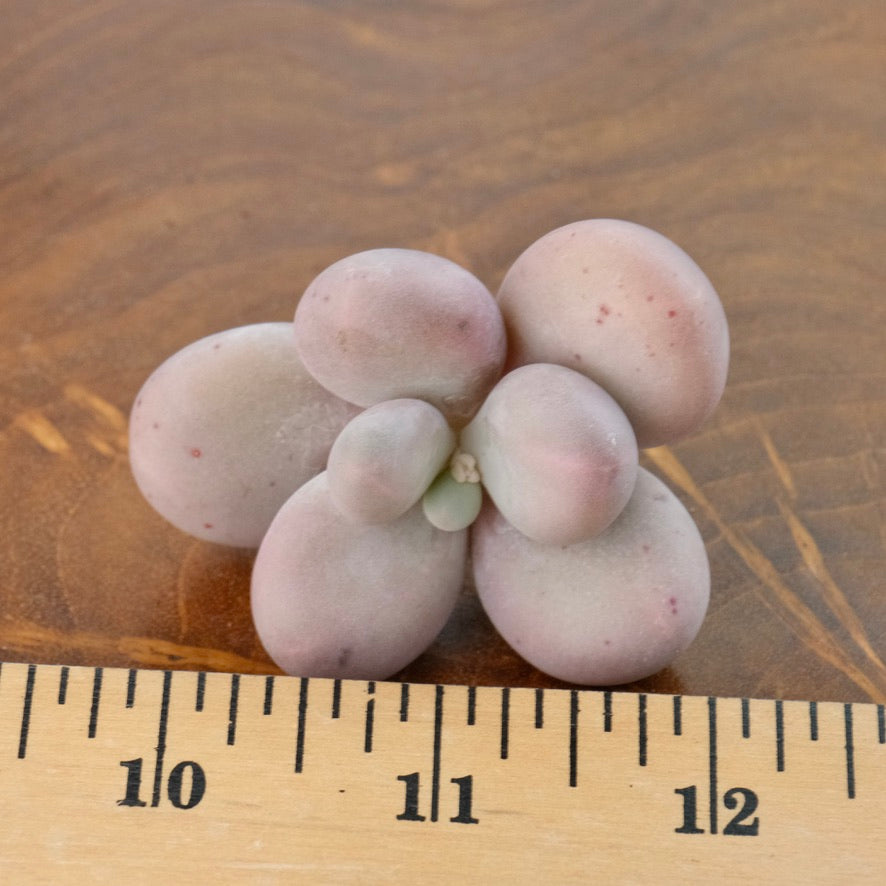 korean moonstone succulent Pachyphytum Lumiere Korean Succulent Plant – Succielife
