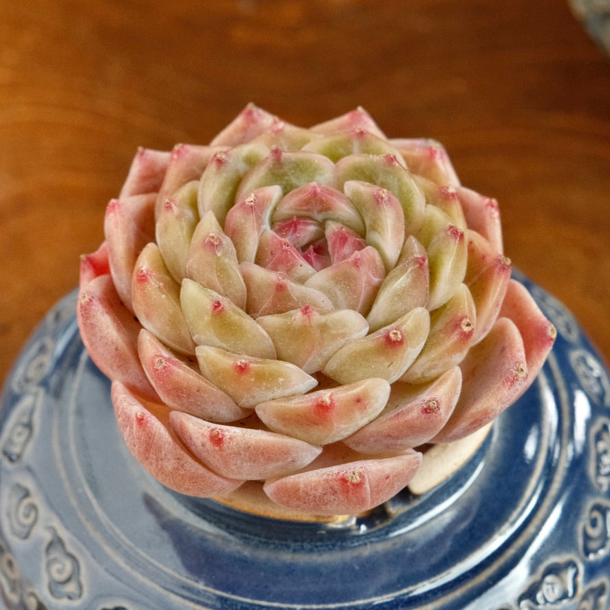 Echeveria Jelly hybrid Imported Succulent Plant