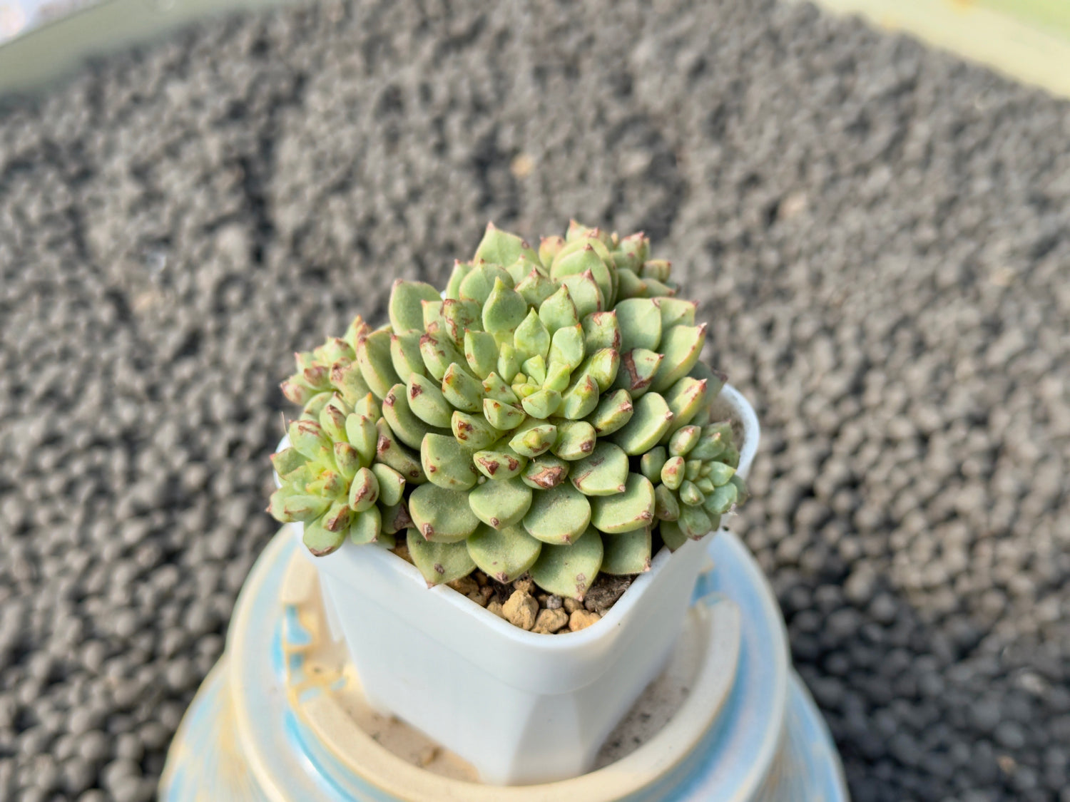 Echeveria Miniouhikou Korean Succulent Plant Air Magic Hybrid