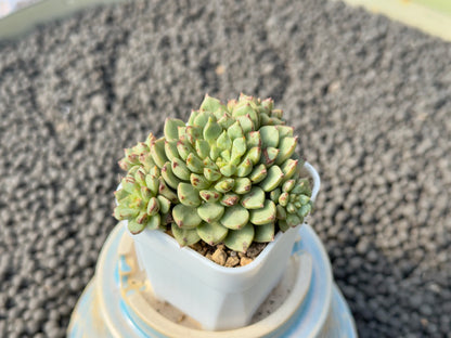 Echeveria Miniouhikou Korean Succulent Plant Air Magic Hybrid