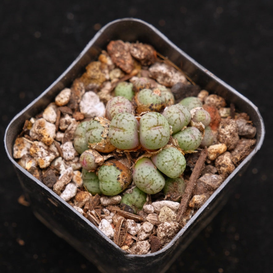 Conophytum sp Korean Succulent Plant